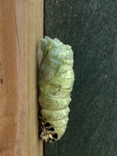 A close-up of the chrysalis.