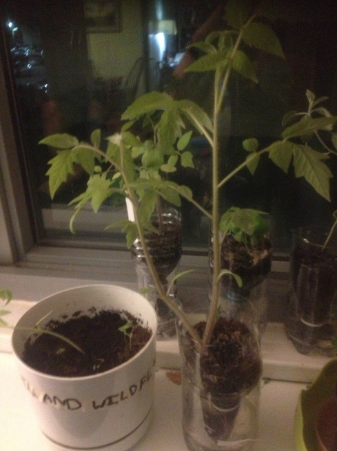 Seedlings ready to transplant 2014!