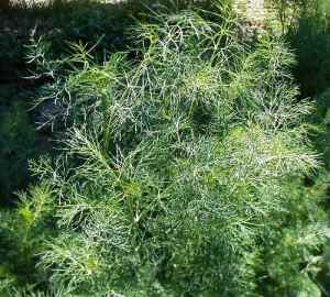 Dill is a host plant for black swallowtail butterflies. Watch for the caterpillars!