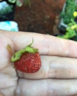 Alpine strawberries (small but super sweet!)